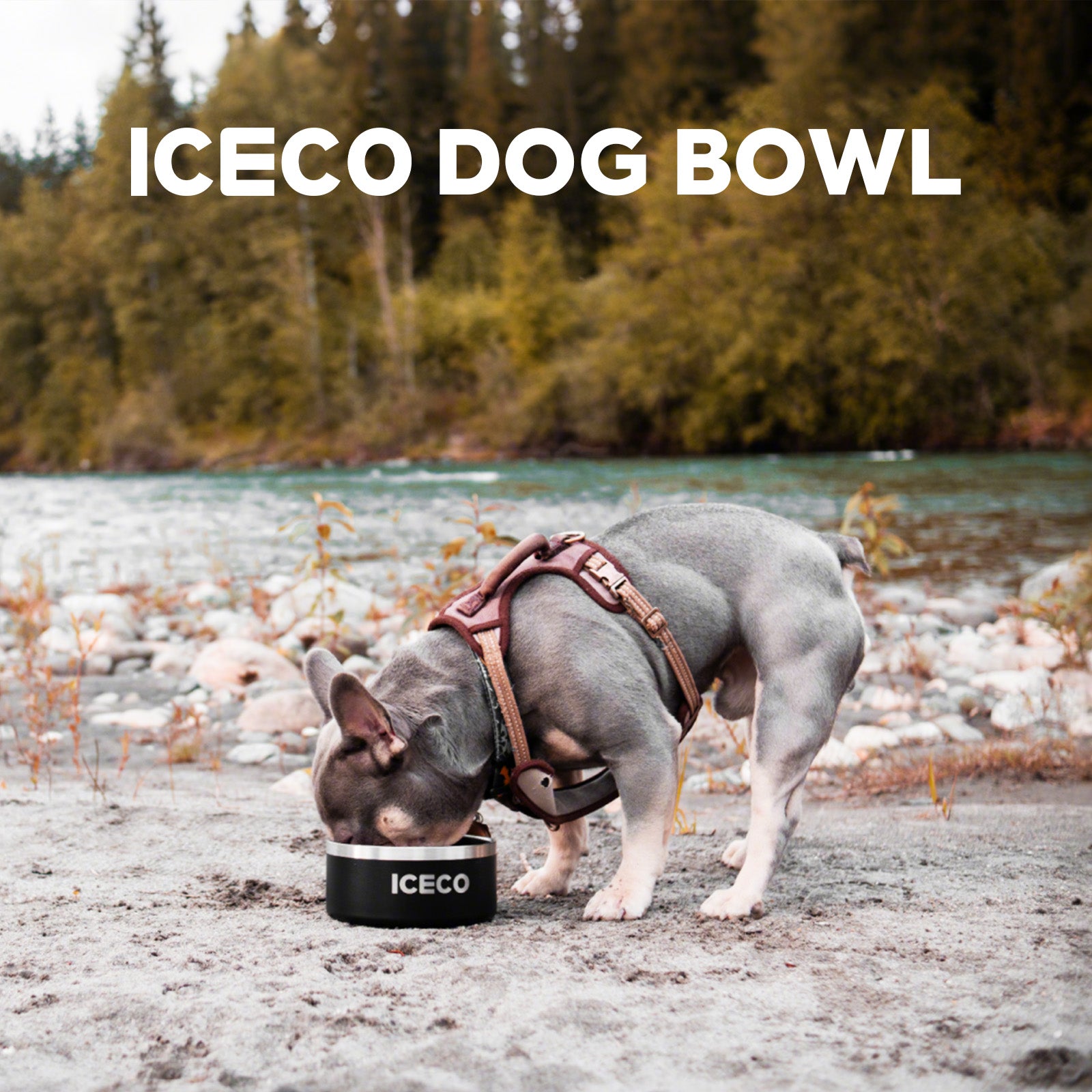 Rust-proof Stainless Steel Pet Bowl | ICECO-accessories-www.icecofreezesale.com